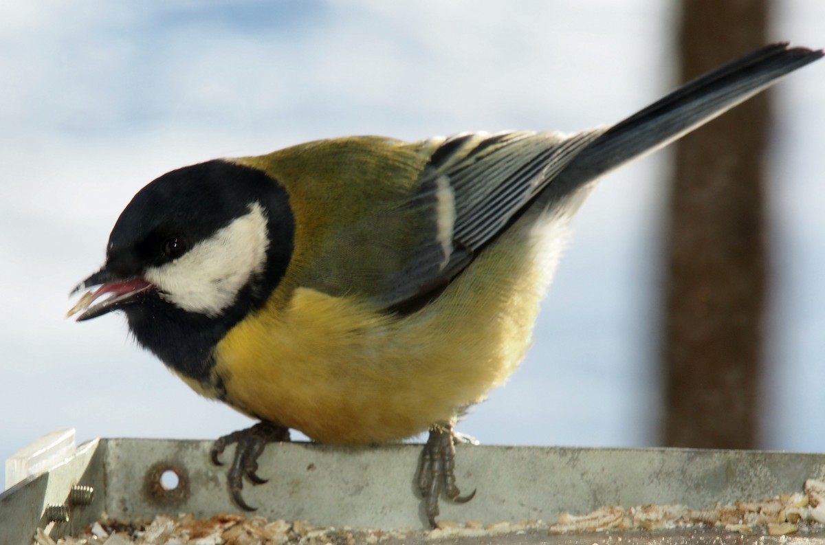 Great Tit - ML308361391