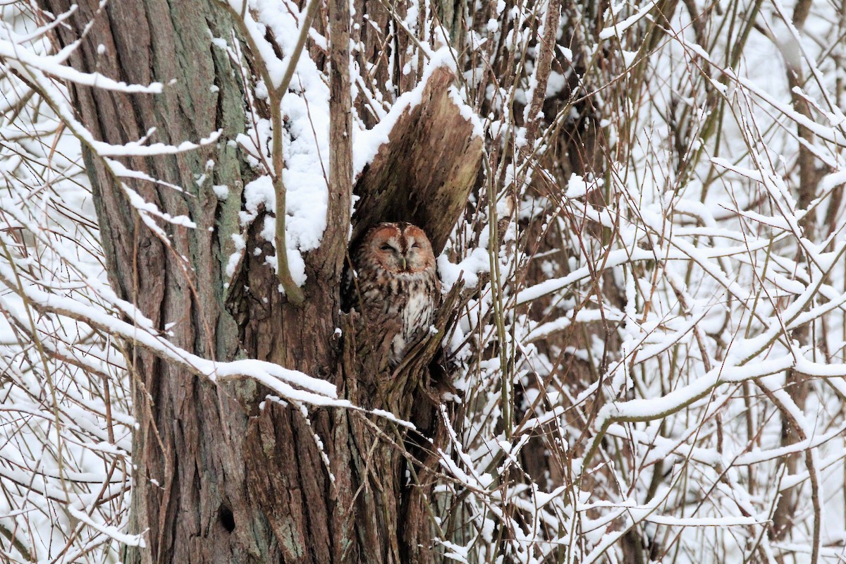 Tawny Owl - Pete Harvey