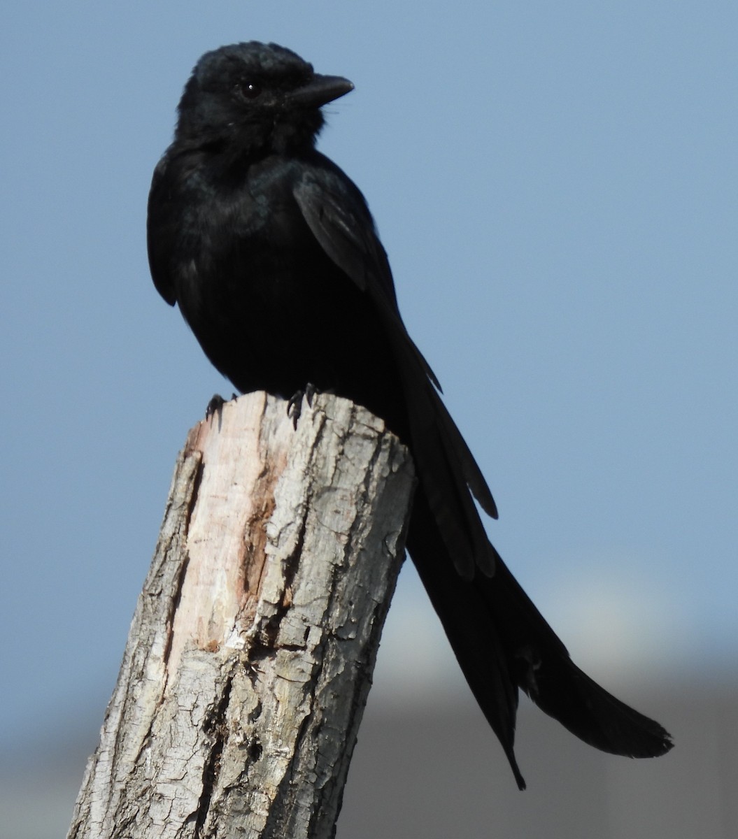 Black Drongo - Scott Weaver