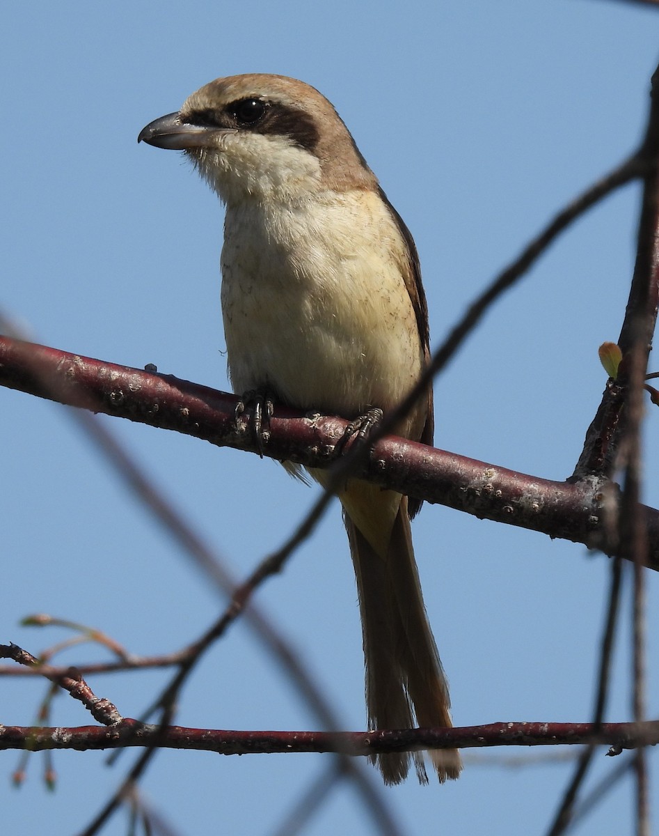 Brown Shrike - ML308363471