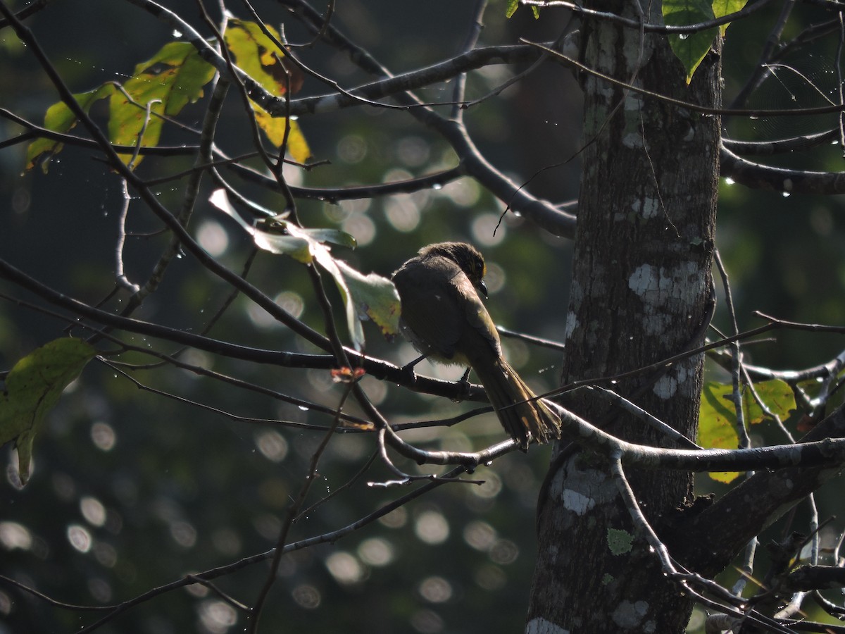 Streak-eared Bulbul - ML308363901