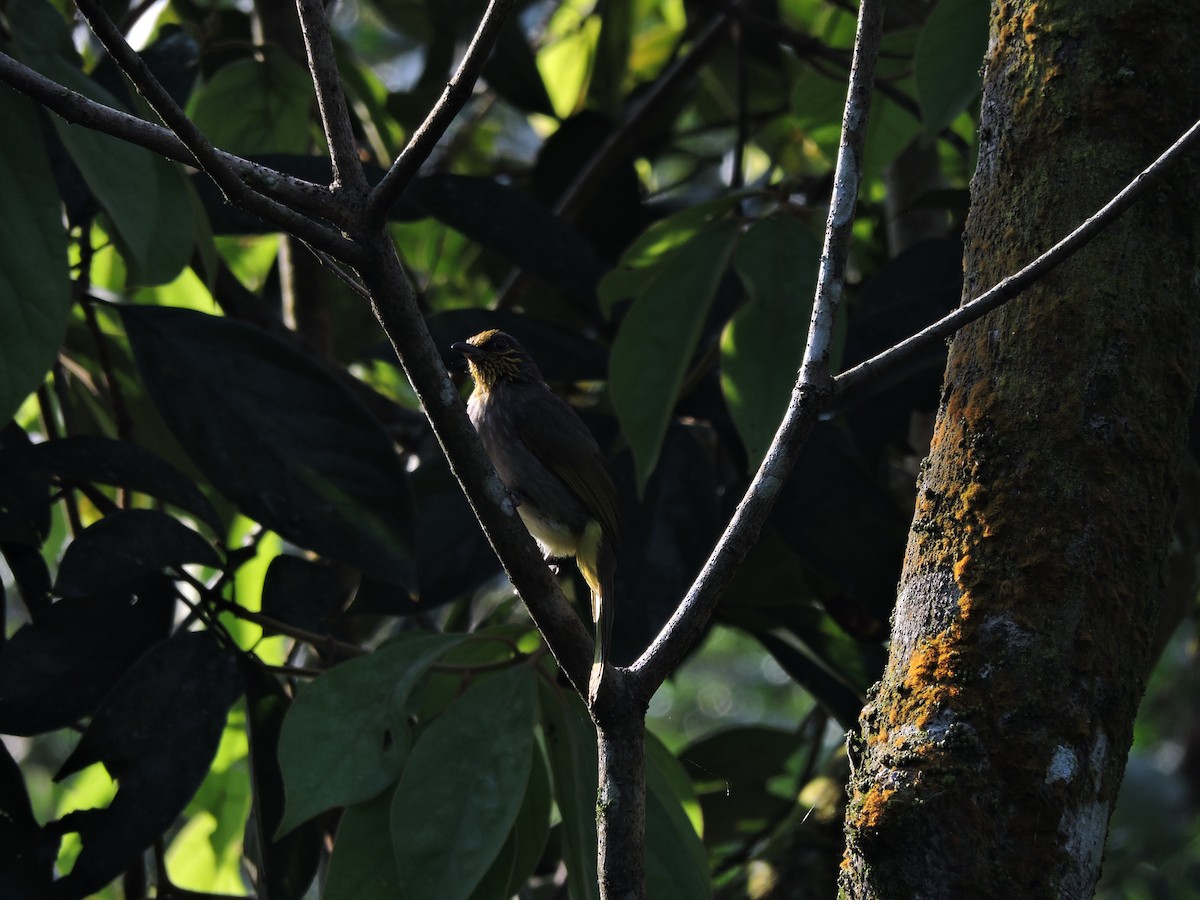 Stripe-throated Bulbul - Maurizio  Saroli