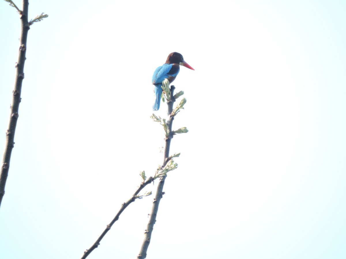 White-throated Kingfisher - Maurizio  Saroli