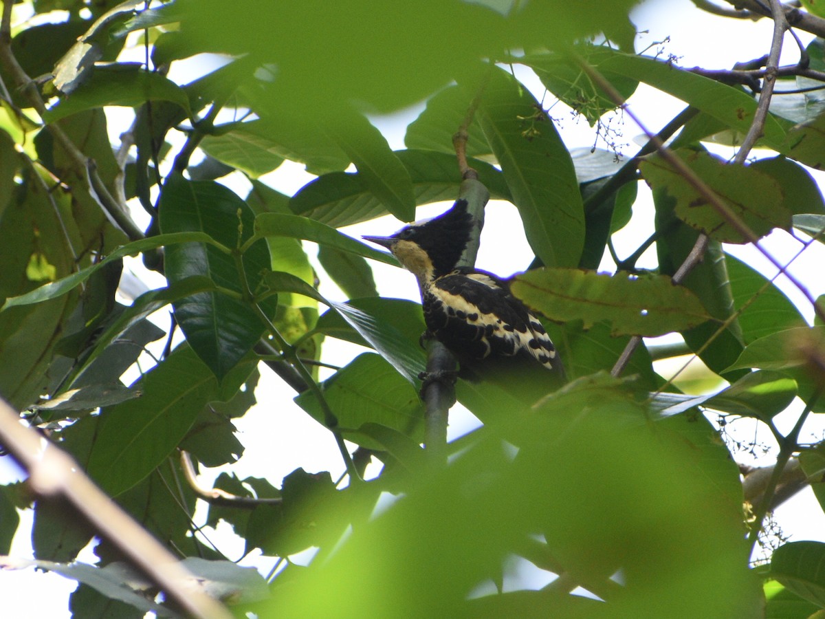 Heart-spotted Woodpecker - ML308365571