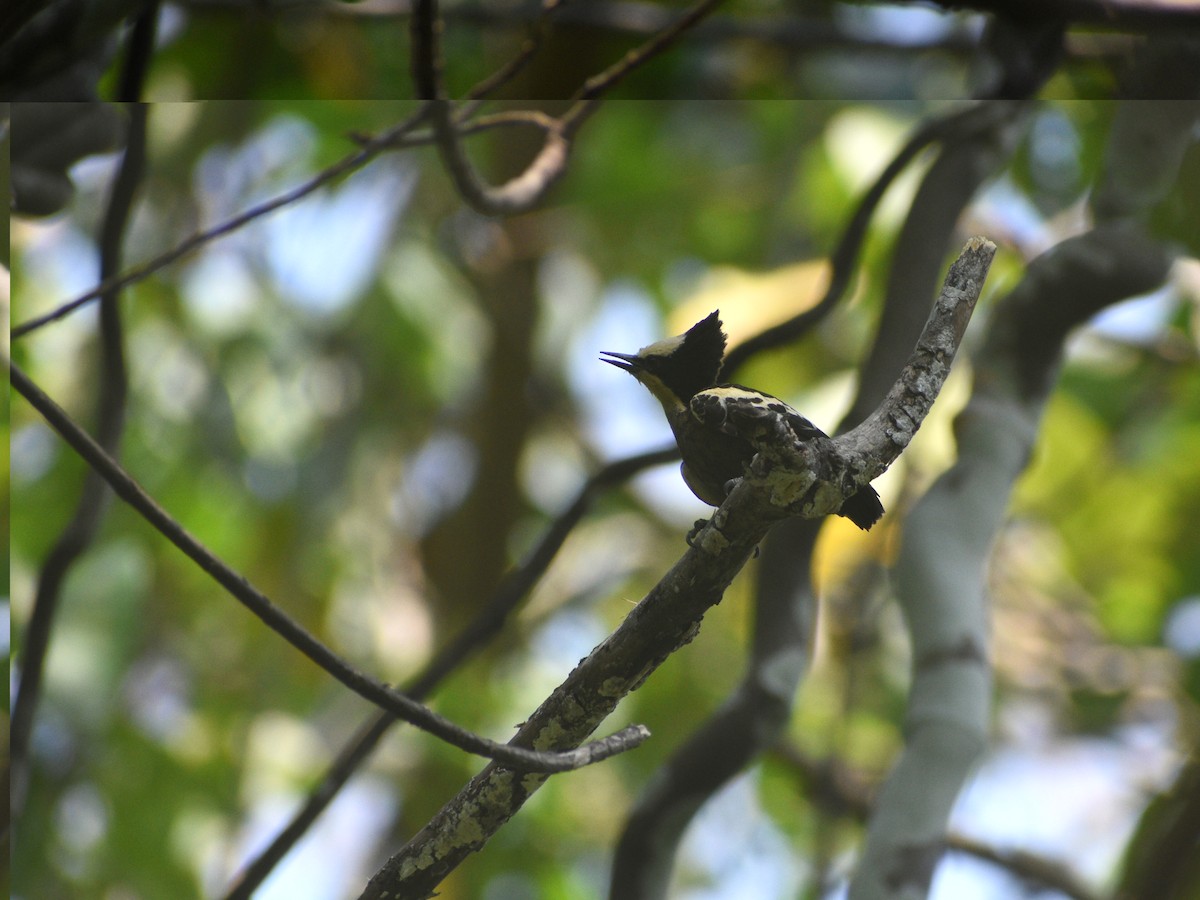Heart-spotted Woodpecker - ML308365611