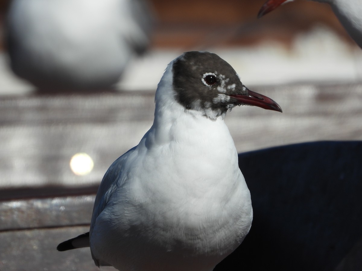 Black-headed Gull - ML308365691