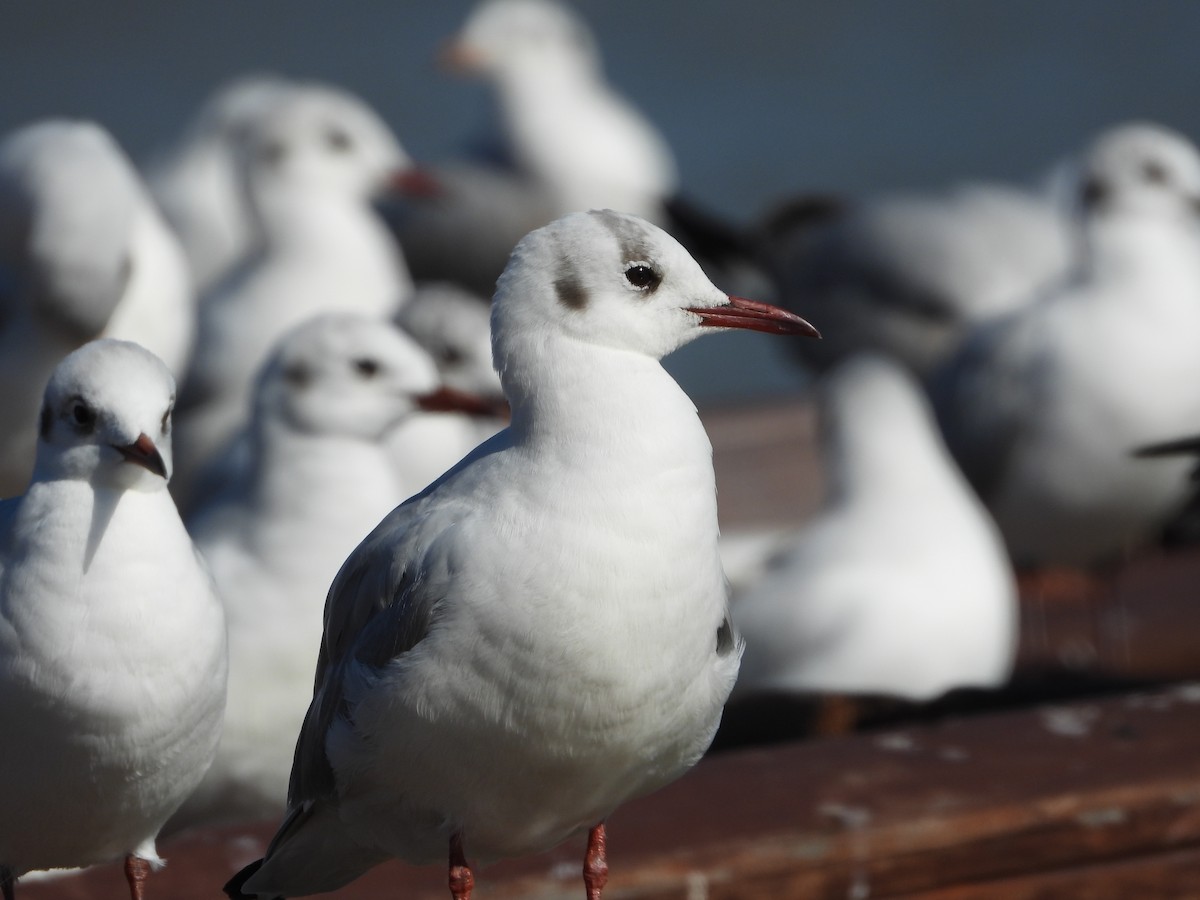 Black-headed Gull - ML308365711