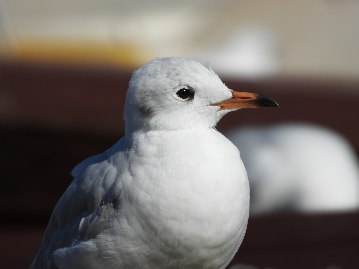 Black-headed Gull - ML308365721