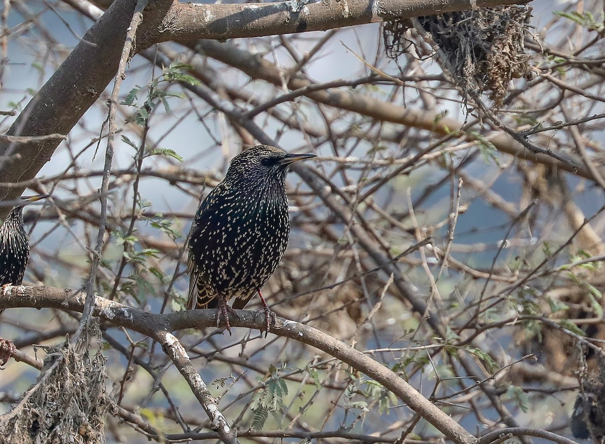 European Starling - ML308369111