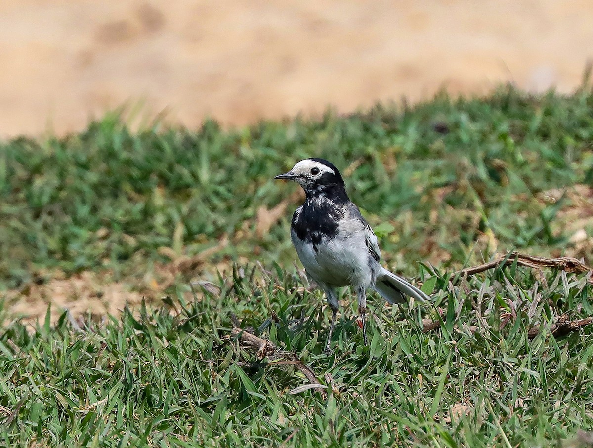 White Wagtail - ML308369191