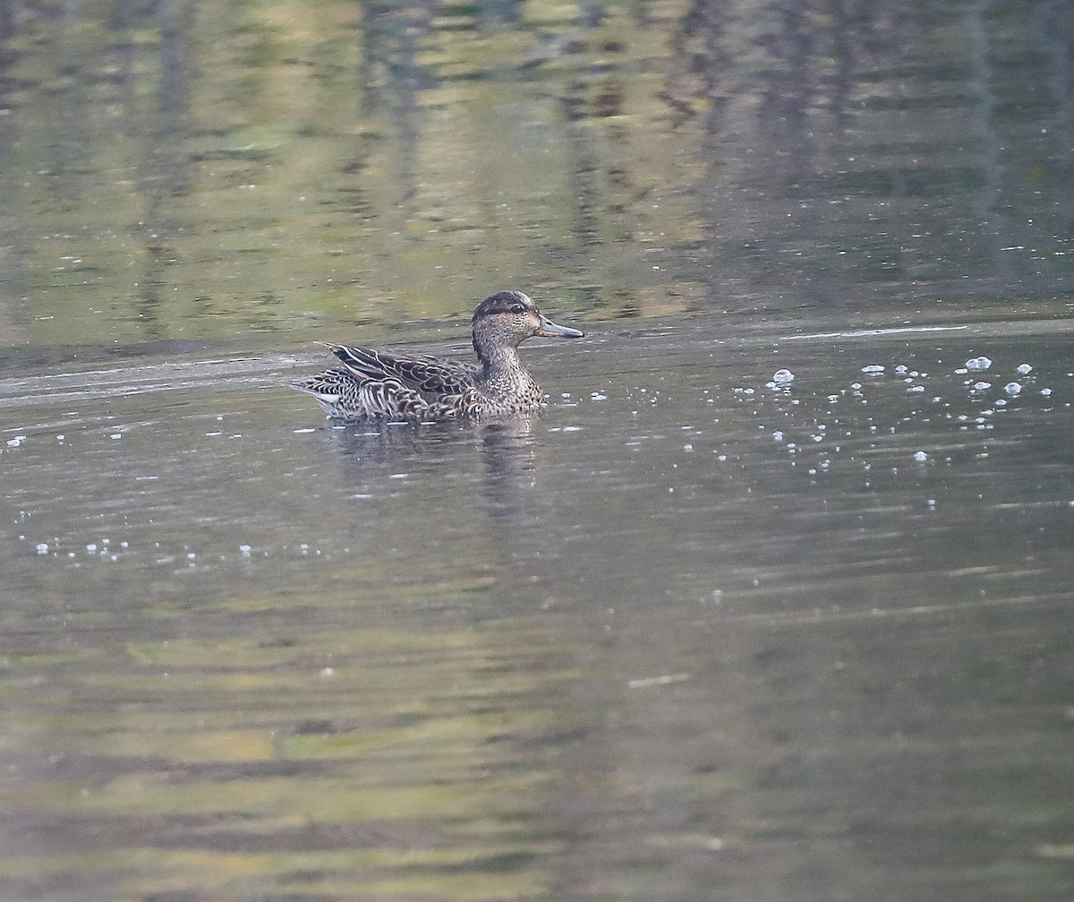 Green-winged Teal - ML308369521
