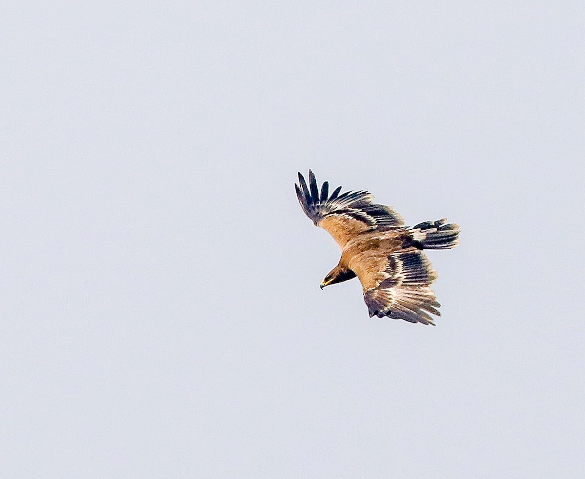 Steppe Eagle - ML308369551