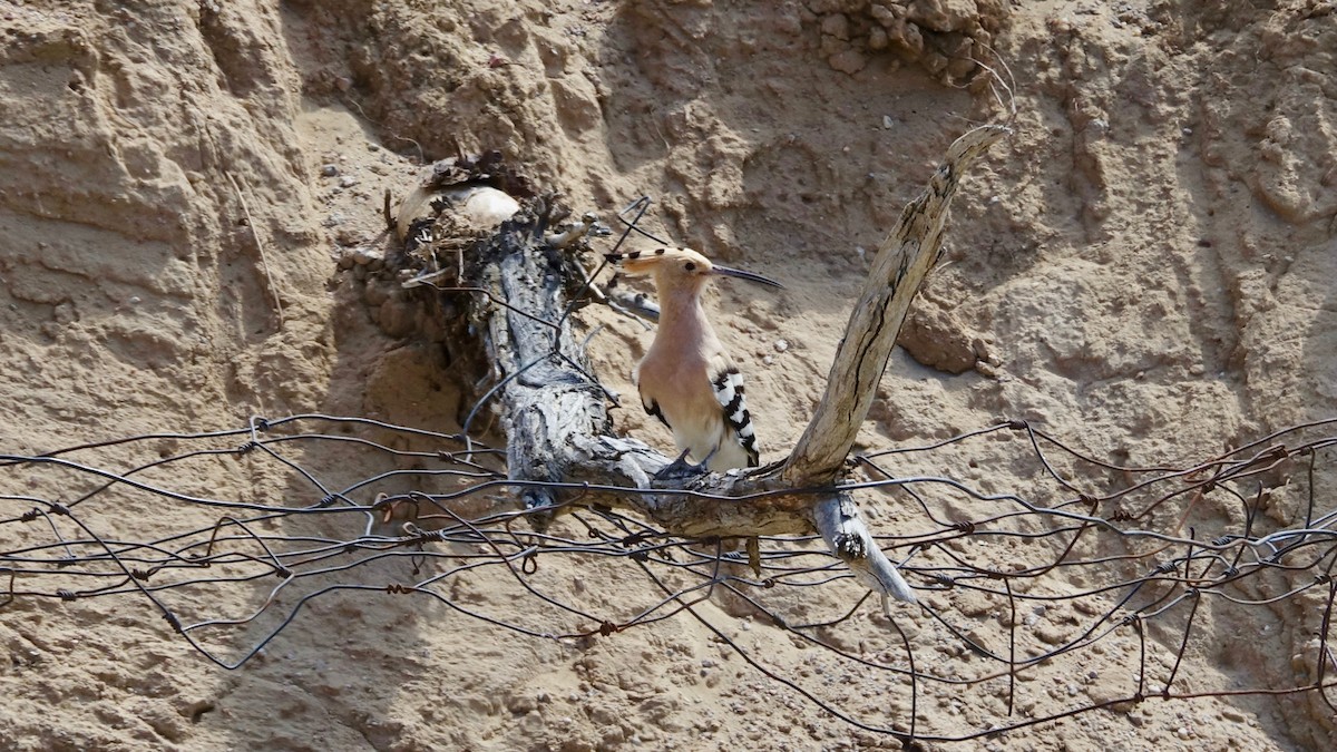 Eurasian Hoopoe - ML308369801