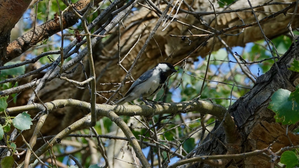 Great Tit (Turkestan) - ML308370251