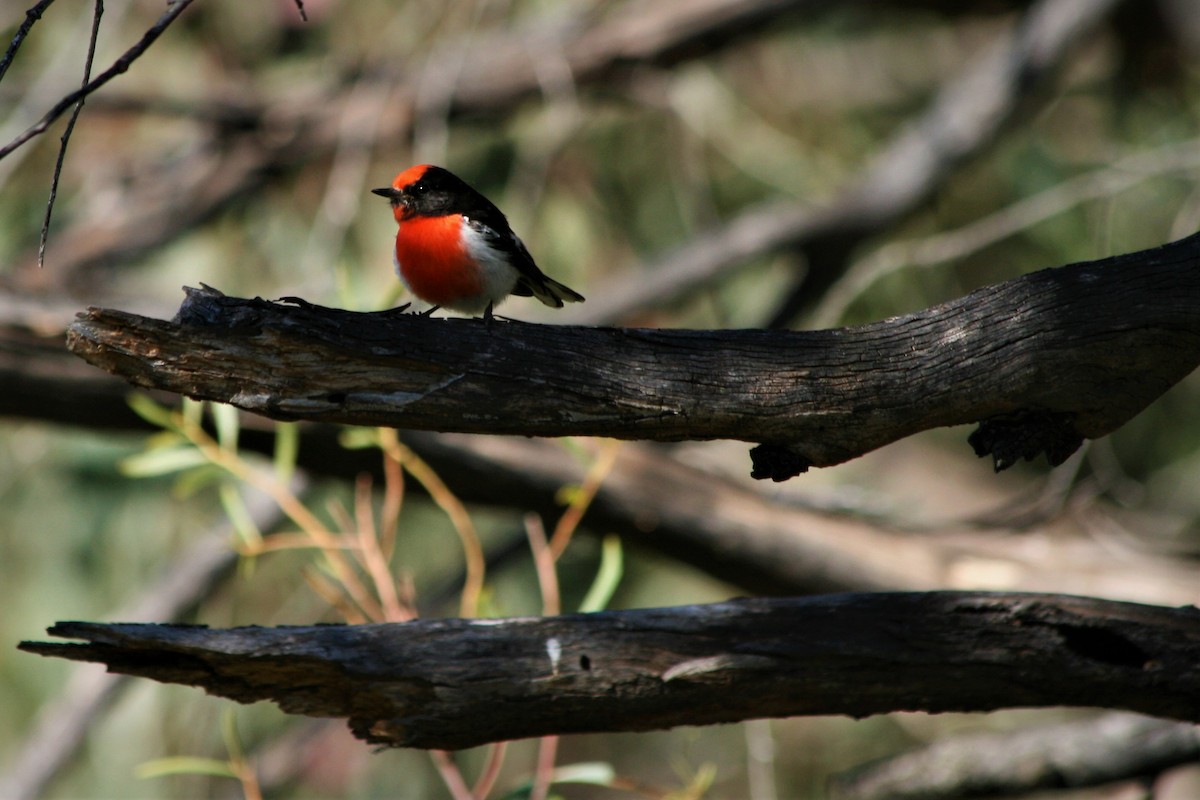 Red-capped Robin - ML308370321