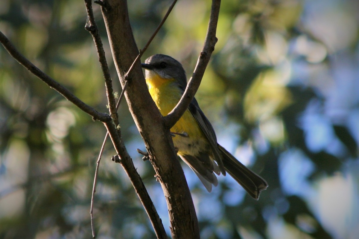 Eastern Yellow Robin - Steven Edwards