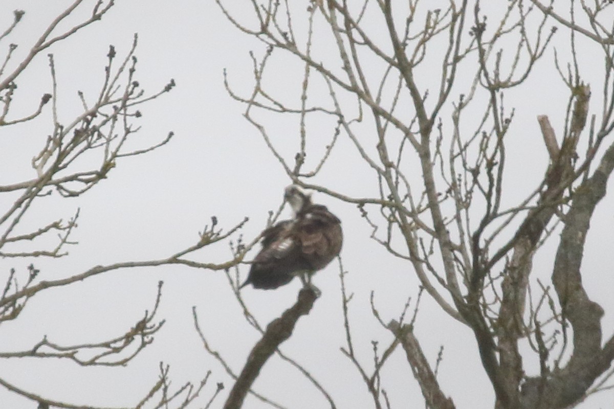 Osprey - ML308372131