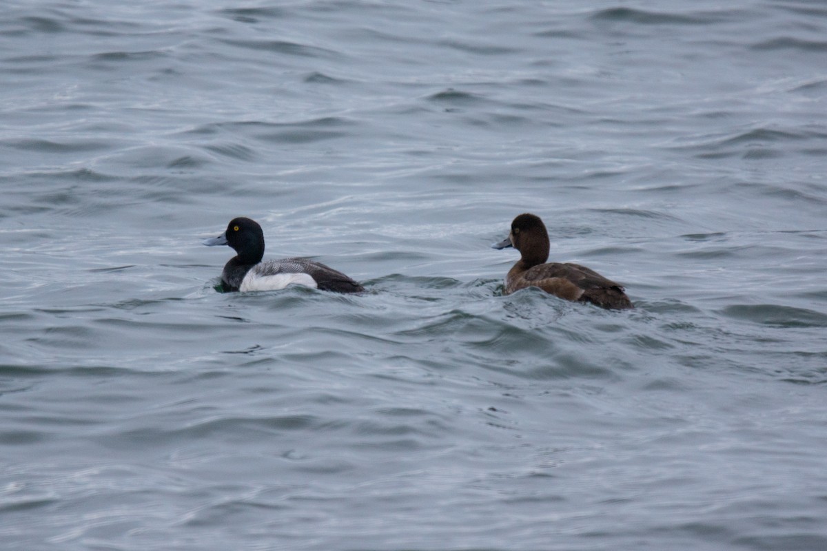 Greater Scaup - ML308372591