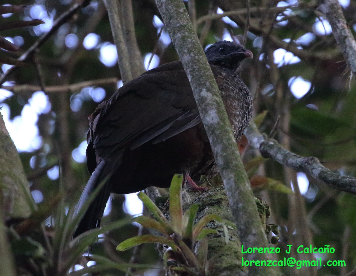 Andean Guan - ML308373751