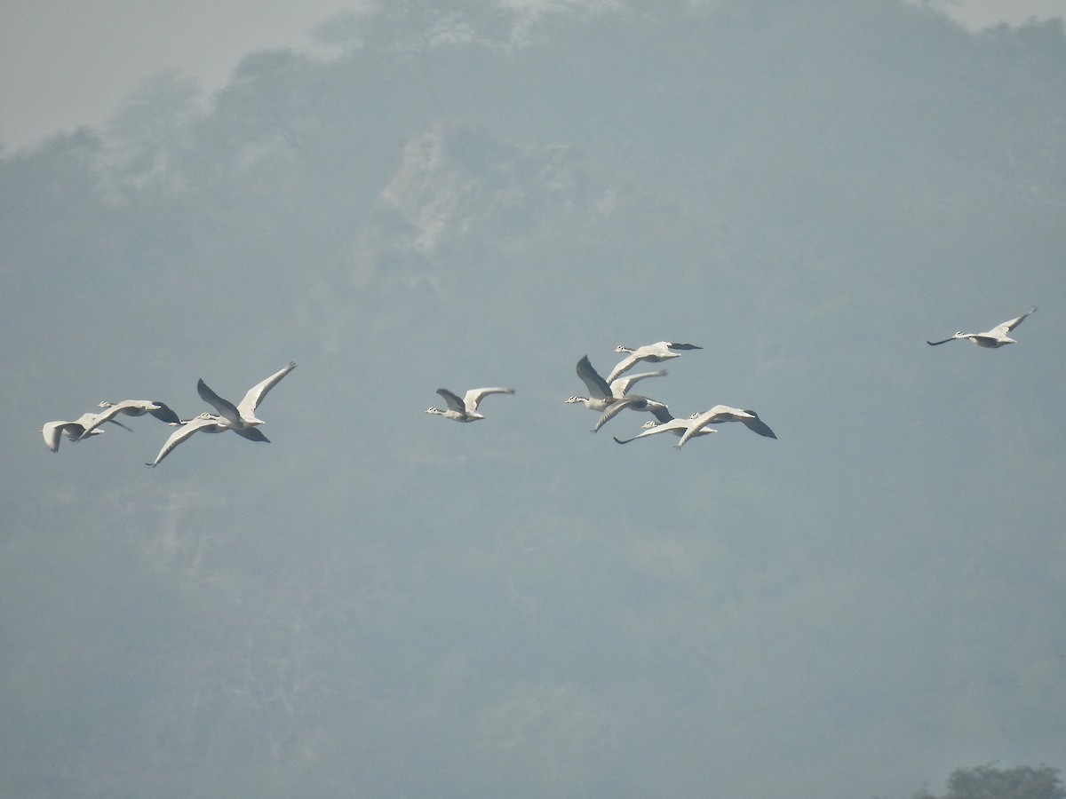 Bar-headed Goose - ML308377411