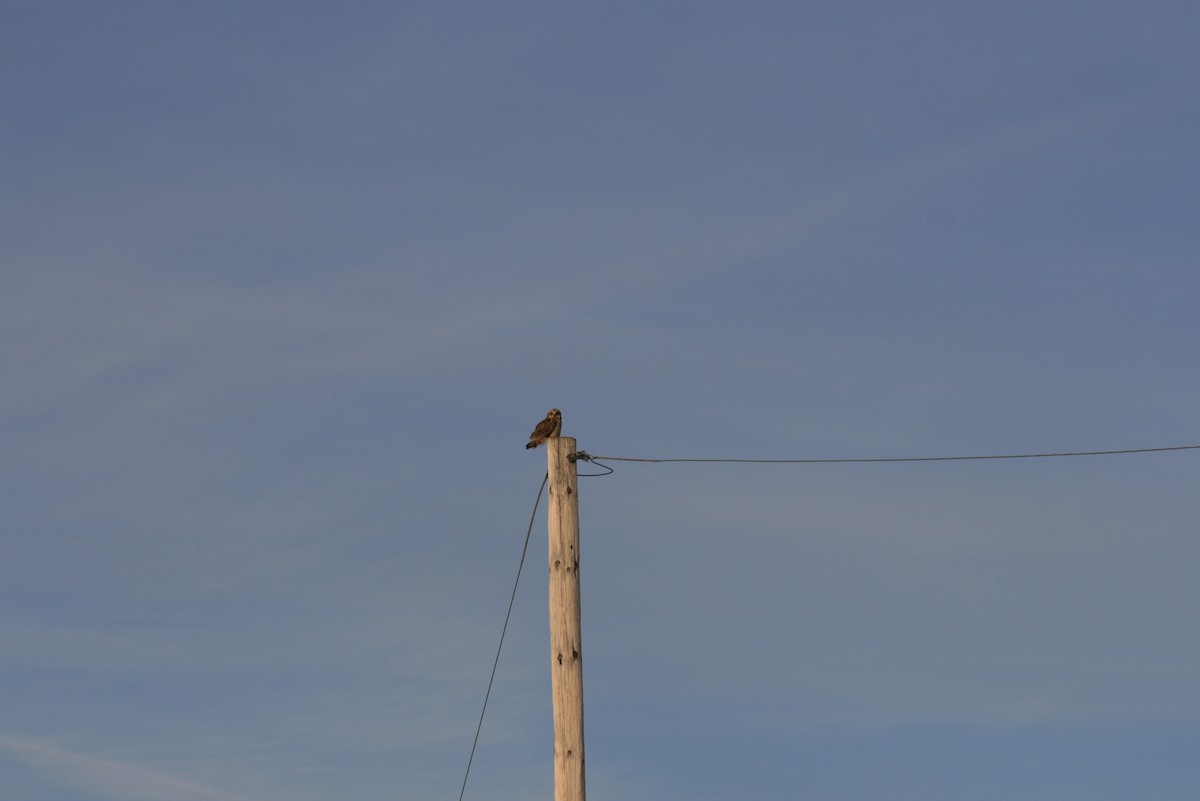 Short-eared Owl (Northern) - ML308378261