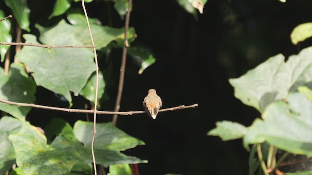 kolibřík trpasličí - ML308384891