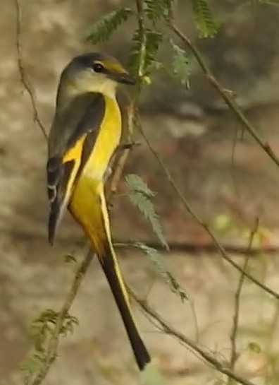 Long-tailed Minivet - Vandita Jain