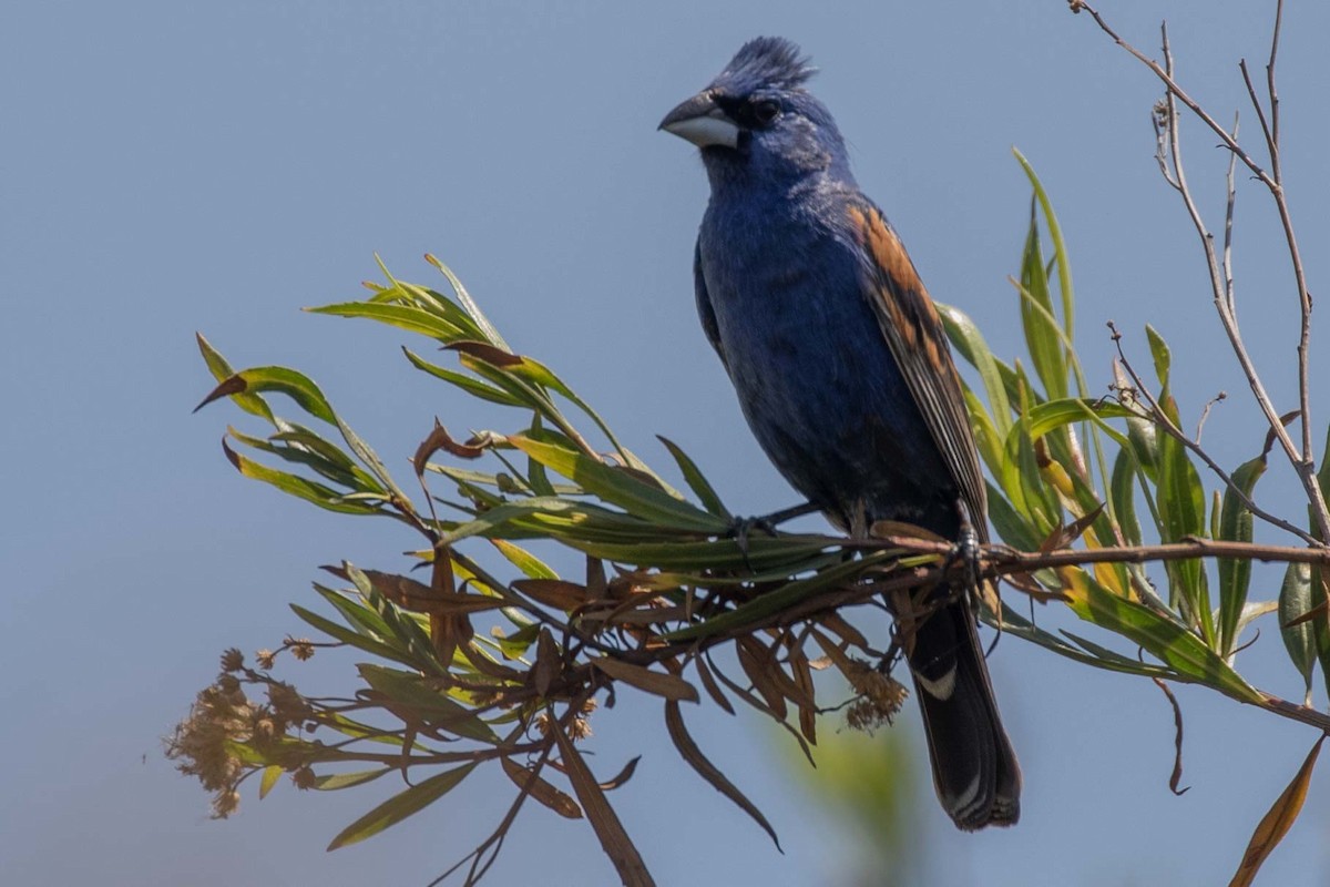 Blue Grosbeak - Phil Richardson
