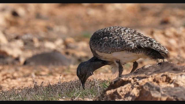 Outarde houbara (fuertaventurae) - ML308385971