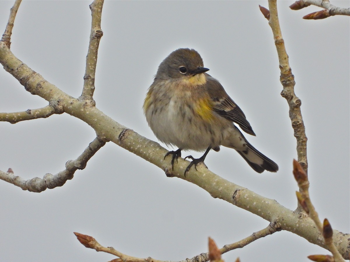 Kronenwaldsänger (Audubonwaldsänger) - ML308386461