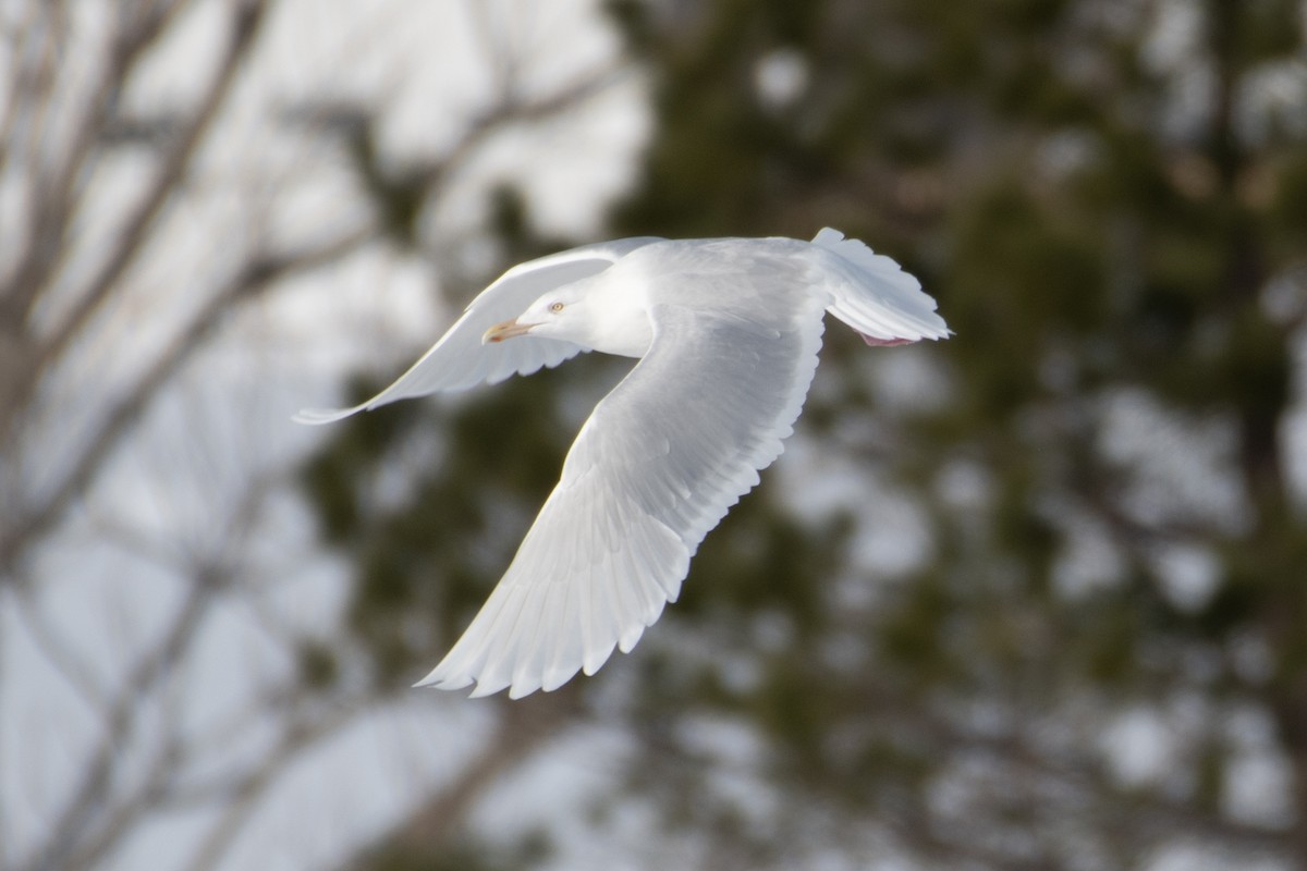 Glaucous Gull - ML308386811