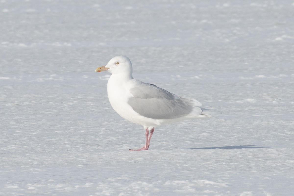 Glaucous Gull - ML308386821