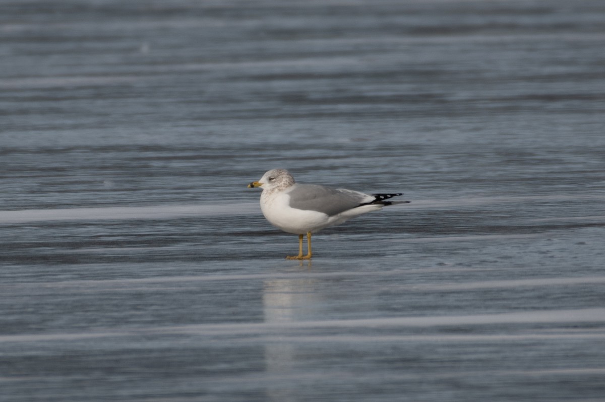 Ring-billed Gull - ML308386871