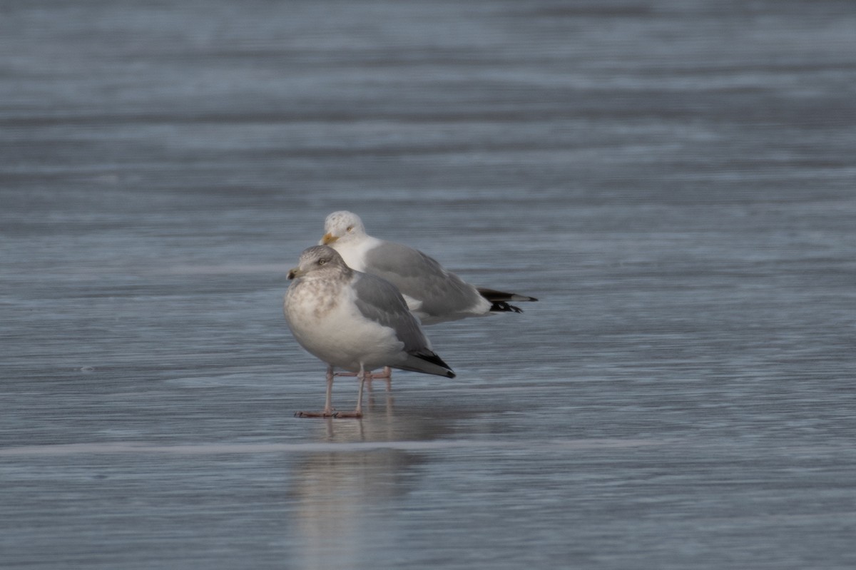 gråmåke (smithsonianus) (amerikagråmåke) - ML308386981