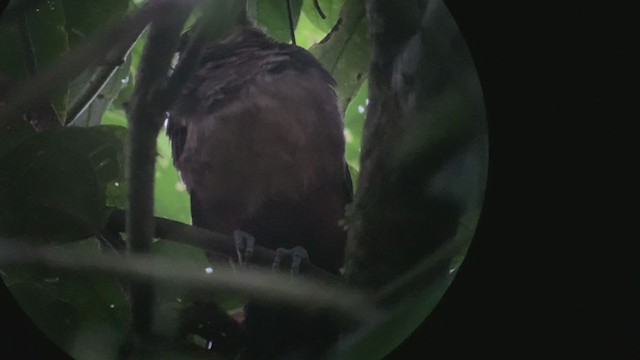 Rufous-vented Ground-Cuckoo - ML308387271