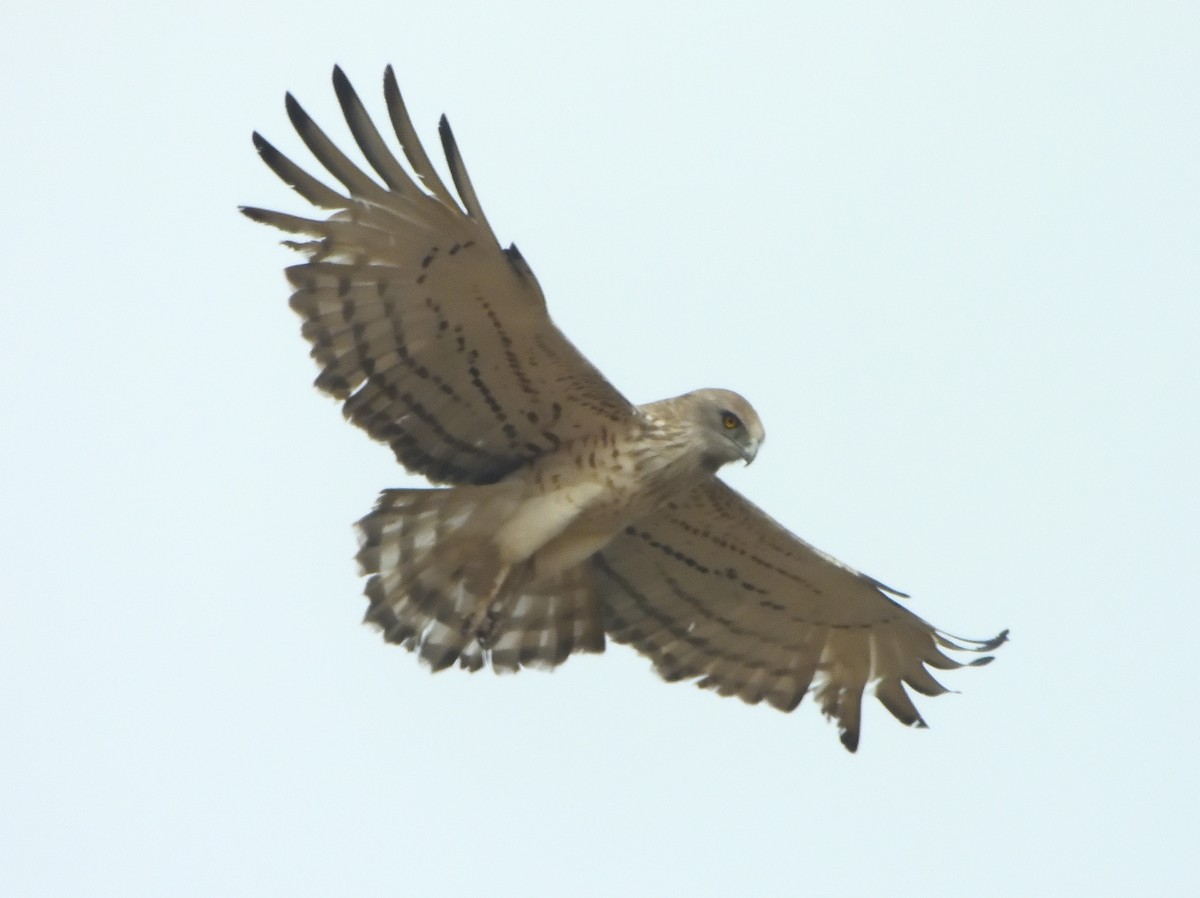 Short-toed Snake-Eagle - ML308387581