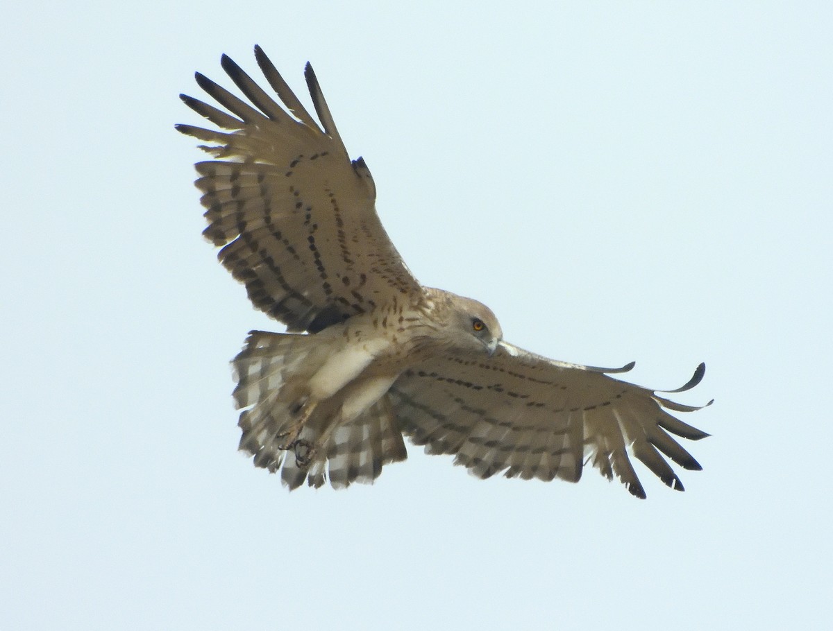 Short-toed Snake-Eagle - ML308387601