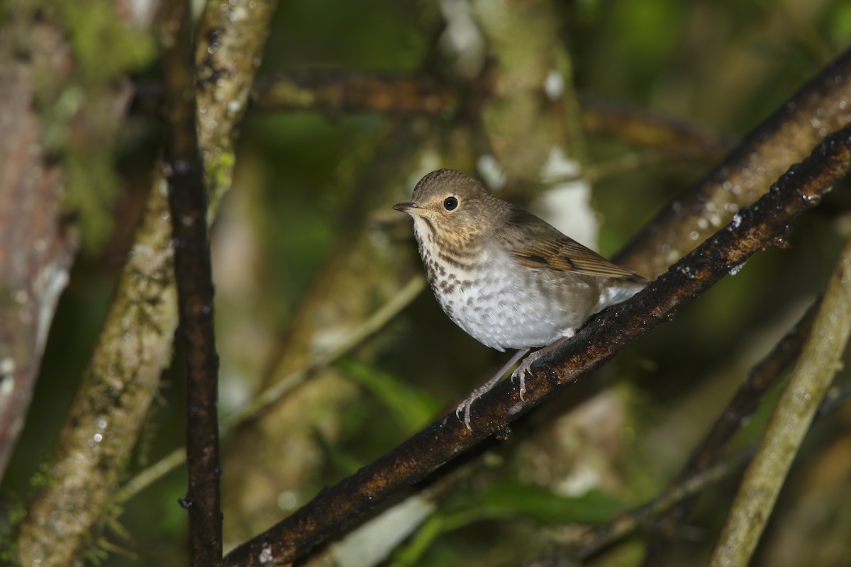 Swainson's Thrush - ML308389921