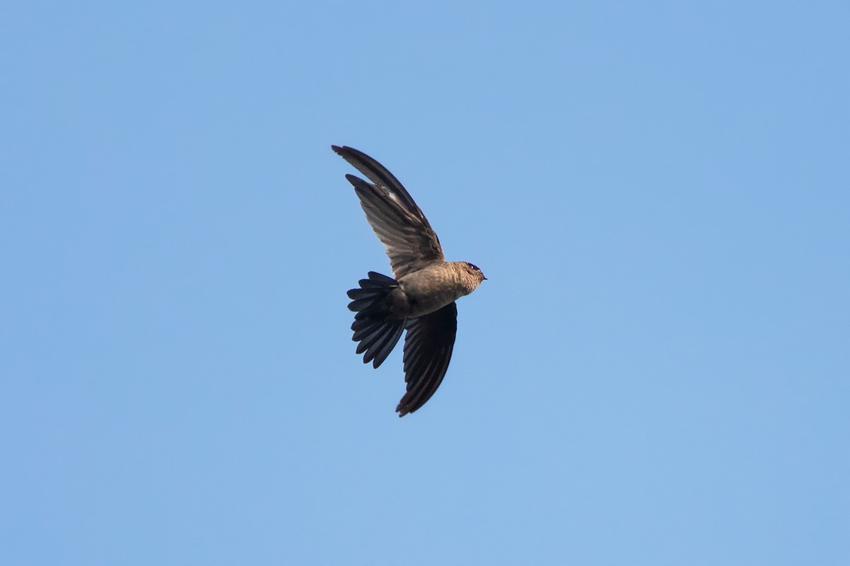 Germain's Swiftlet - Ayuwat Jearwattanakanok