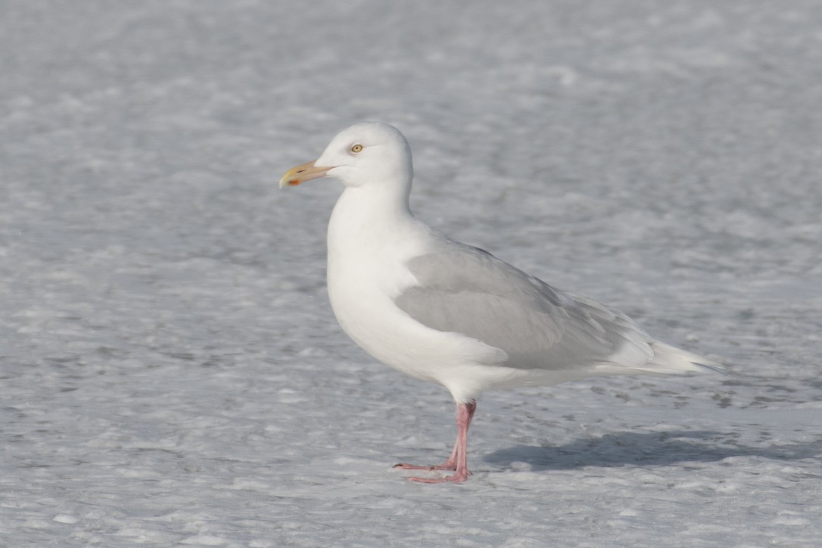 Glaucous Gull - ML308393301