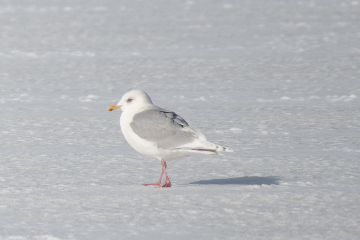 Iceland Gull - ML308393551