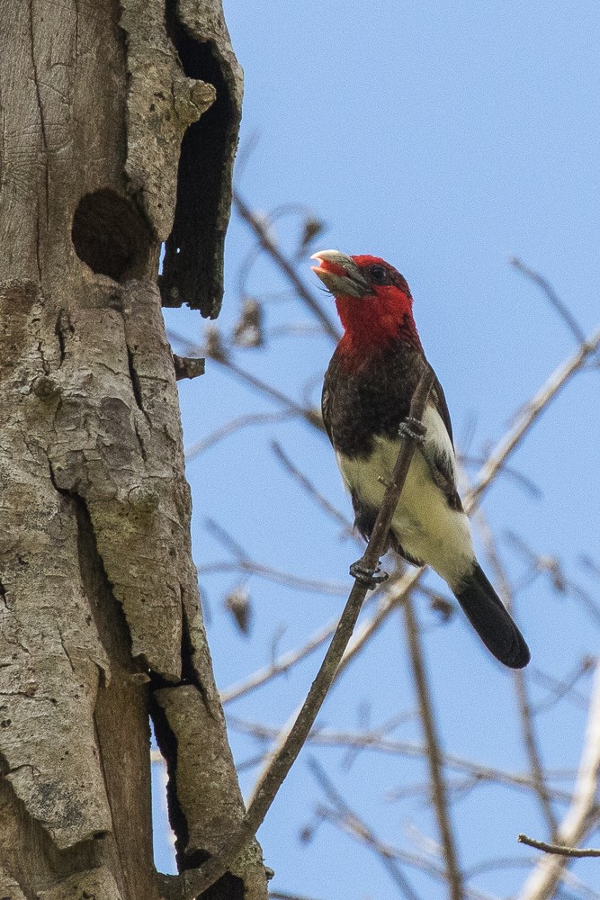 Brown-breasted Barbet - ML308395391