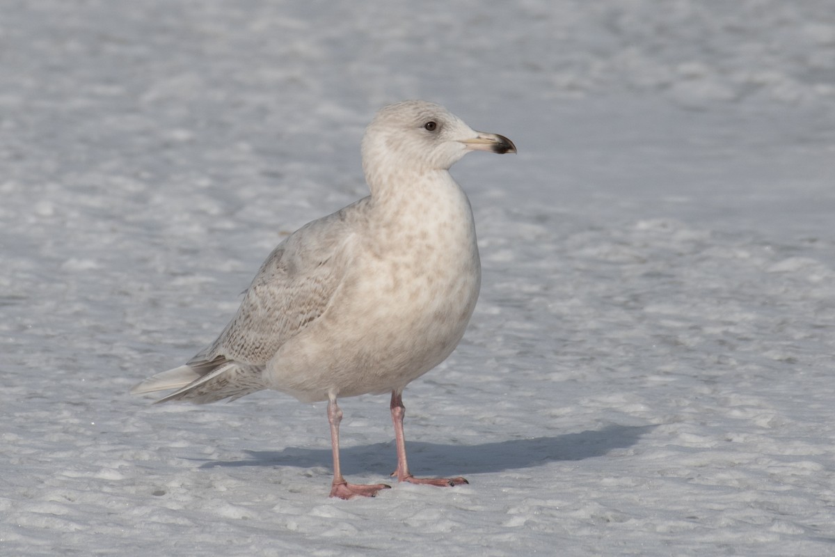 Iceland Gull - ML308395821