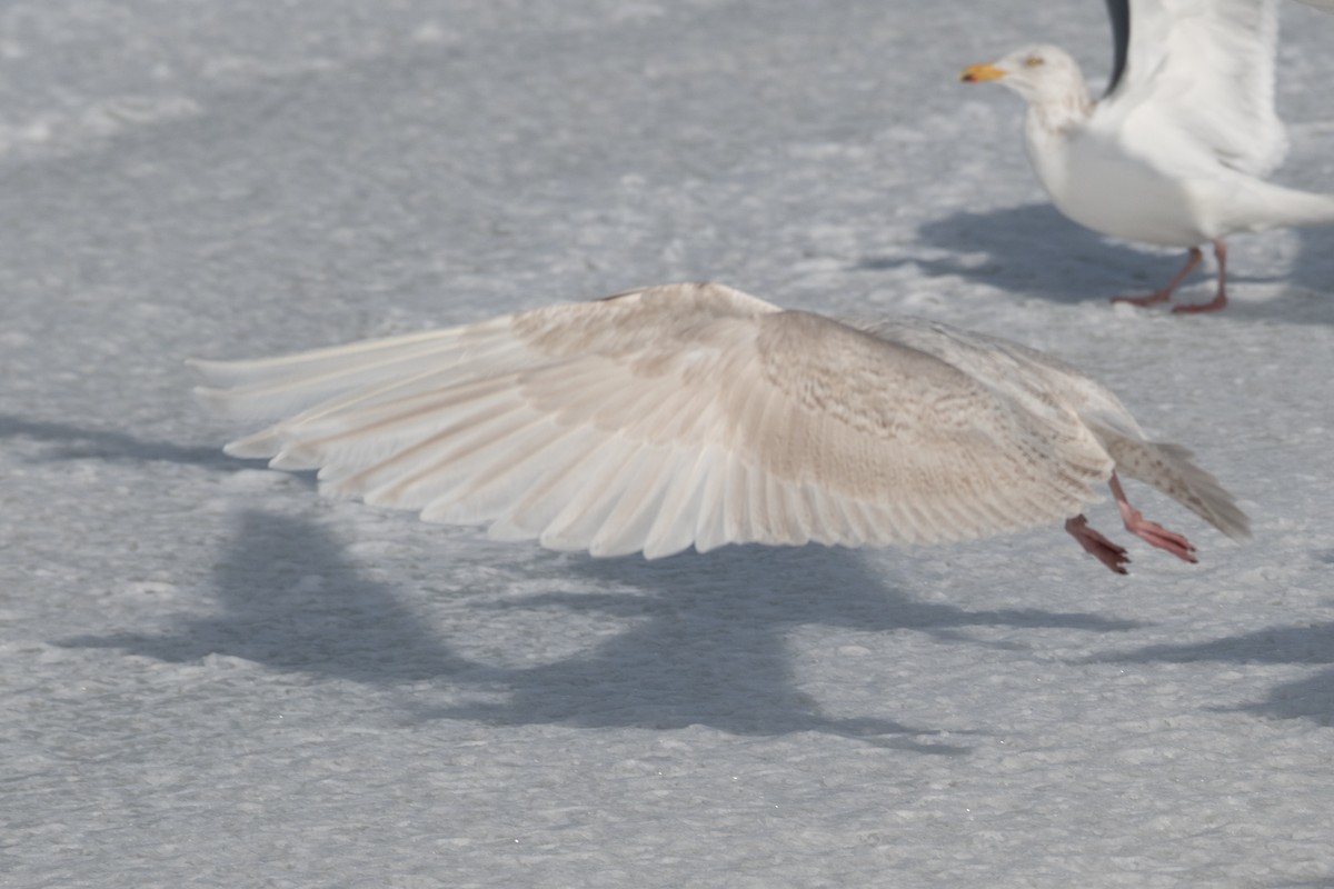 Iceland Gull - ML308395831