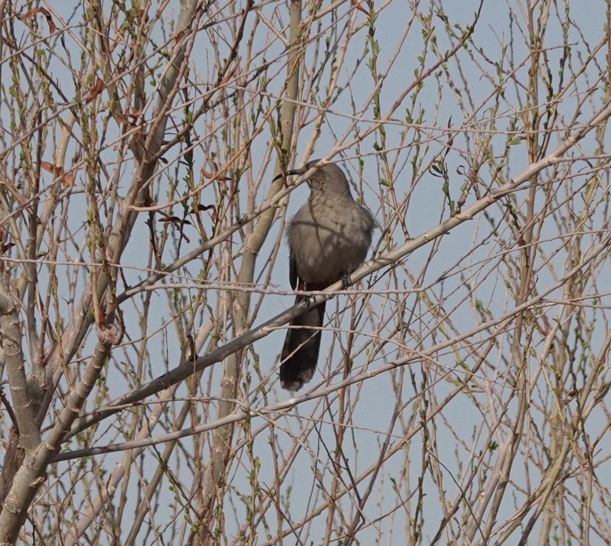 Crissal Thrasher - ML308398821