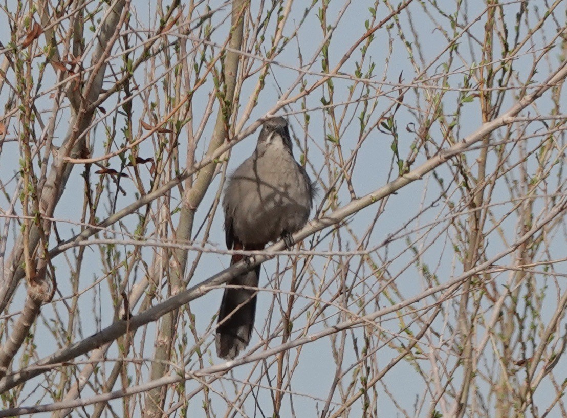 Crissal Thrasher - ML308398851