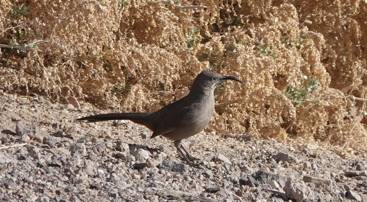 Crissal Thrasher - ML308398961