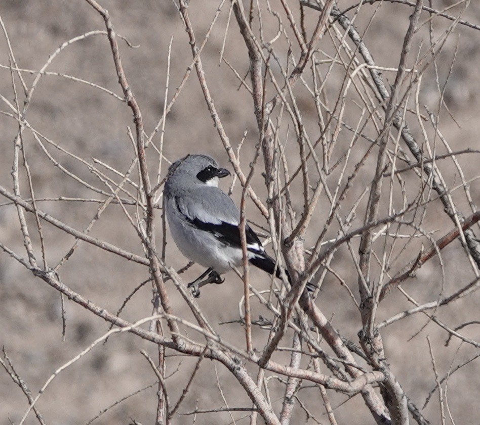 Loggerhead Shrike - ML308400171