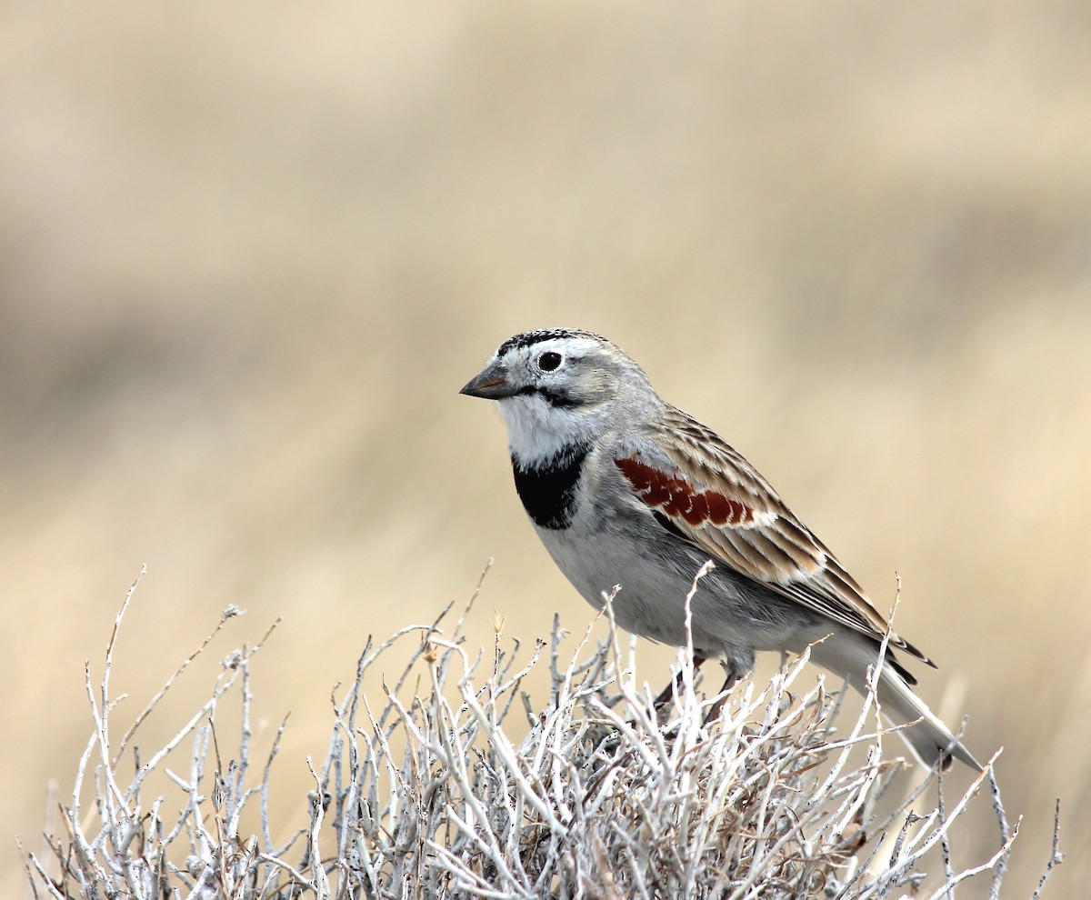 Thick-billed Longspur - Shawn Billerman