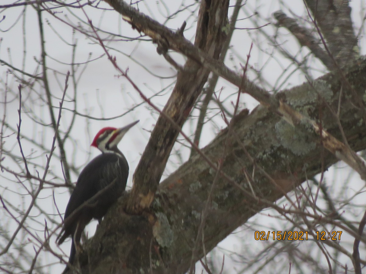 Pileated Woodpecker - ML308404371